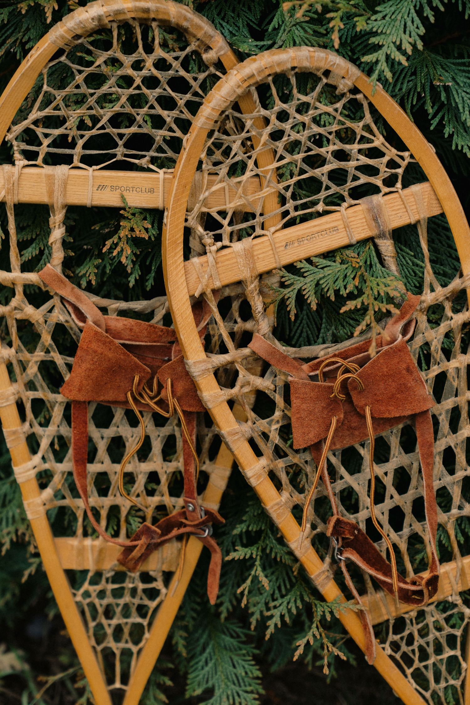 Vintage wooden snowshoes with leather bindings displayed against evergreen cedar branches in natural lighting.