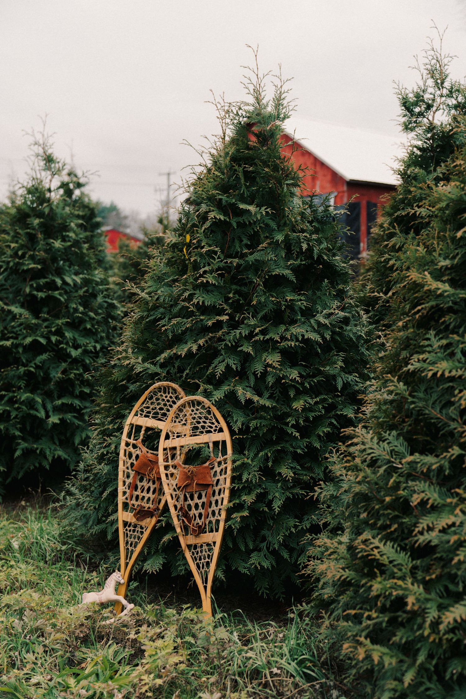 Vintage wooden snowshoes leaning against evergreen trees at a Christmas tree farm.