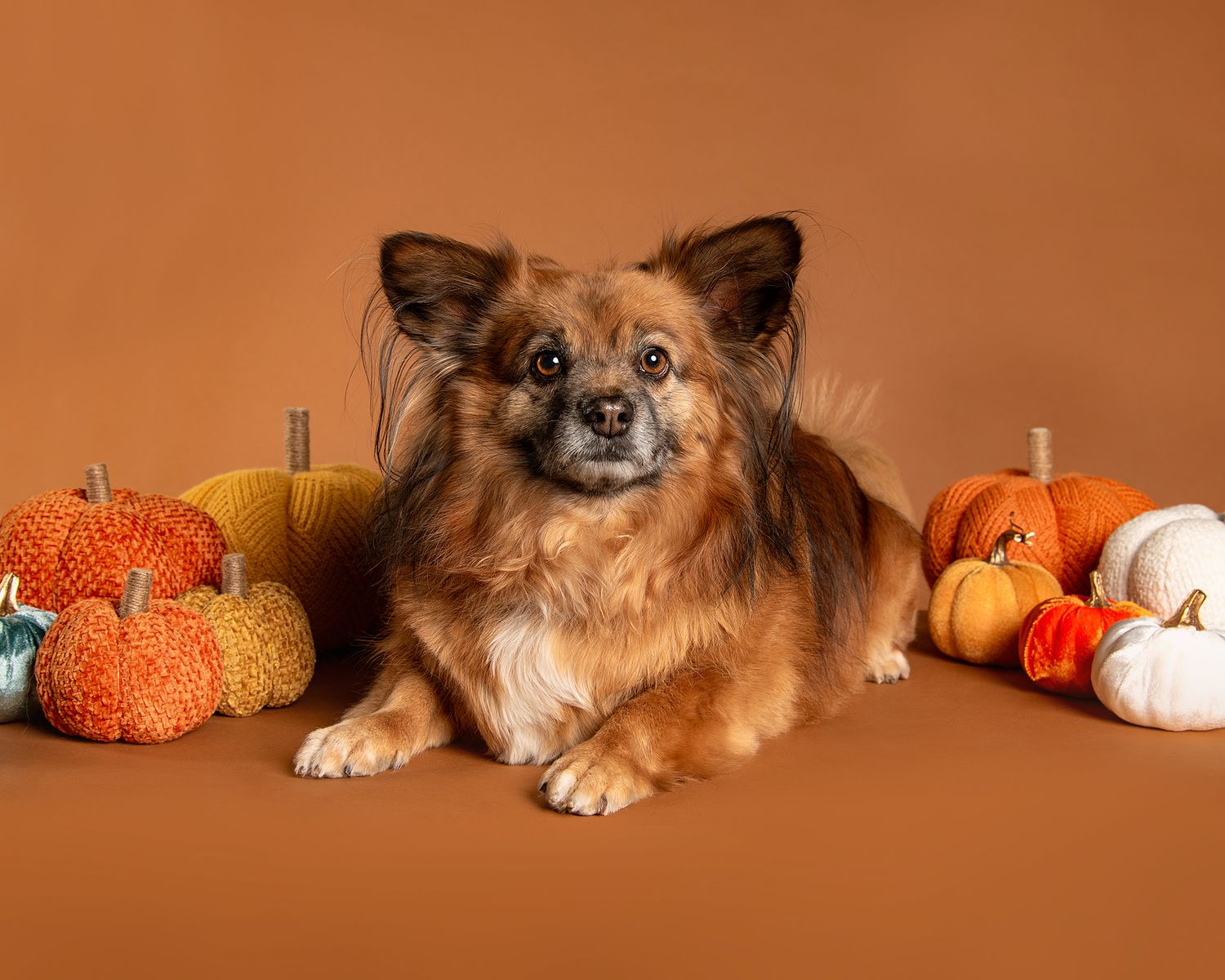 Pomeranian with pumpkins at Tripdog Photography Portrait Studio on a Cardamom background
