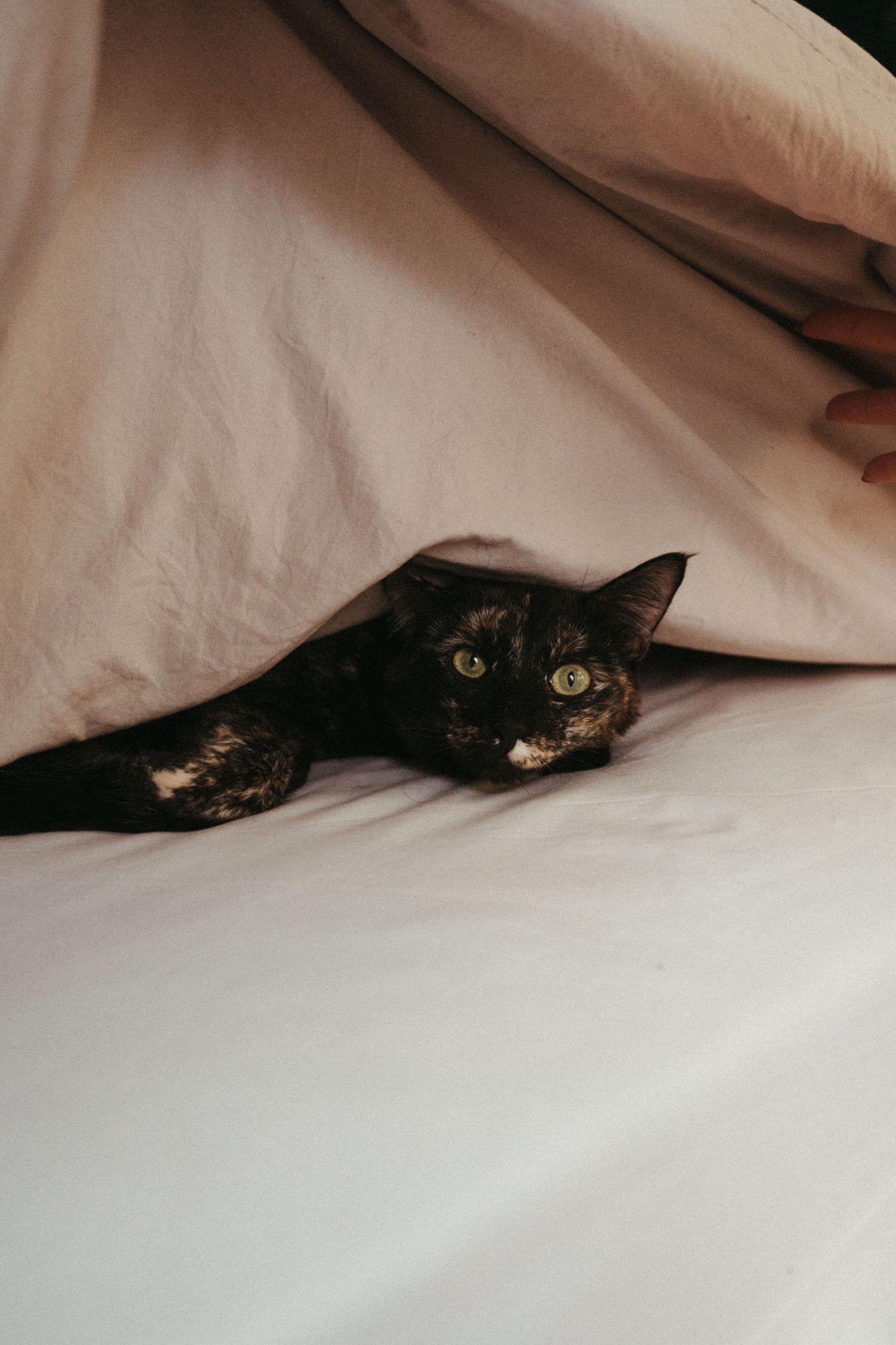 Black cat peeks out playfully from under white bedsheets in a series of photos.