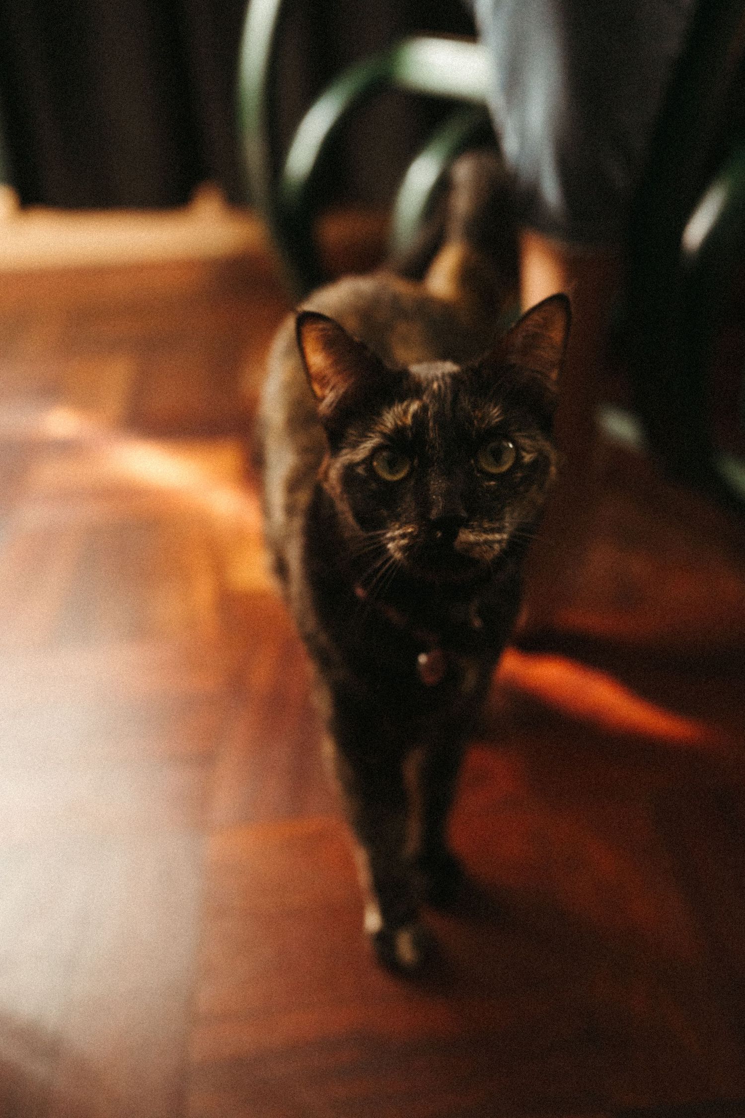 Black cat prowls across hardwood floor in dramatic lighting.