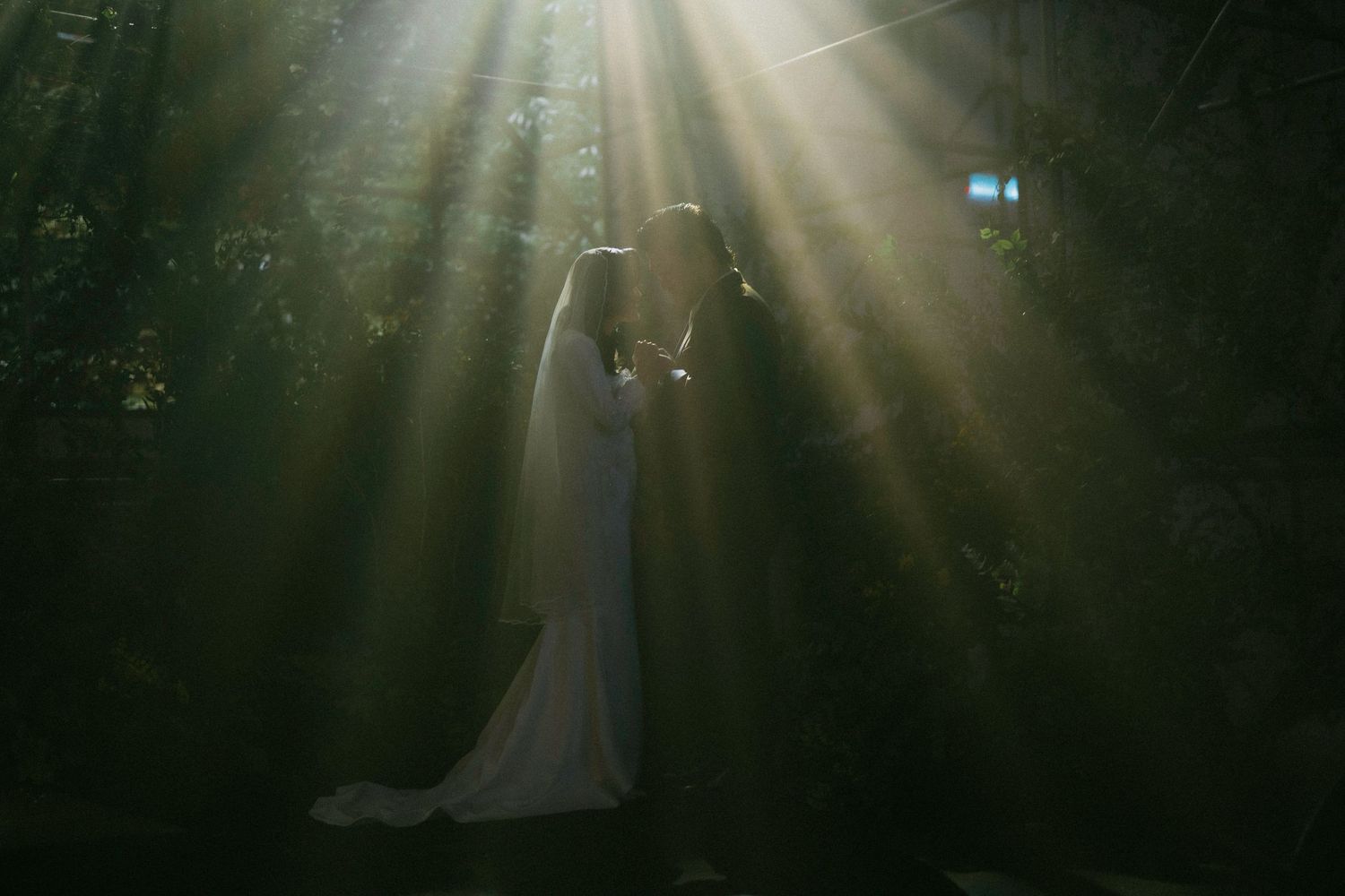 Couple embraces in misty forest with dramatic sun rays streaming through dark trees.