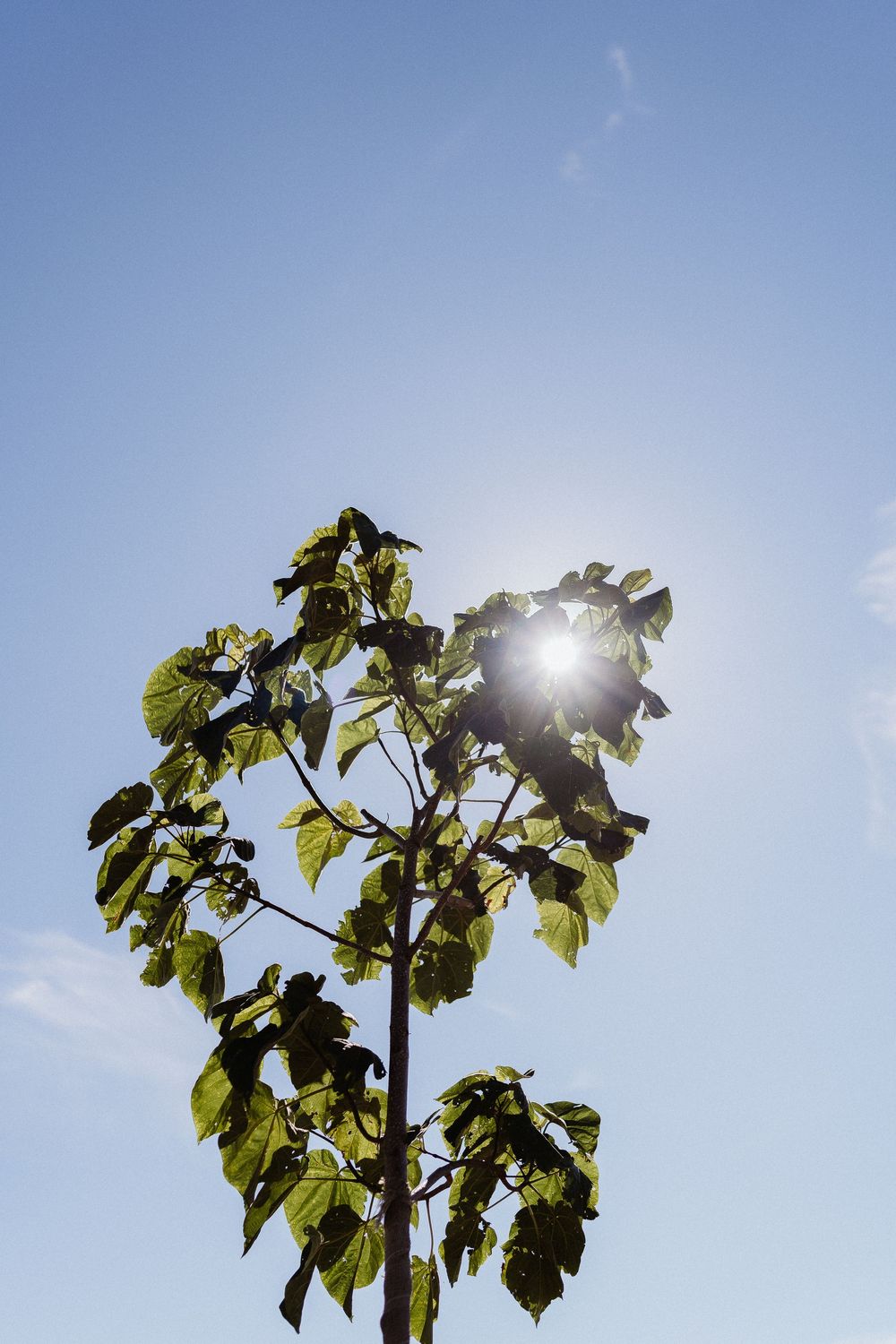 un arbre avec un rayon de soleil