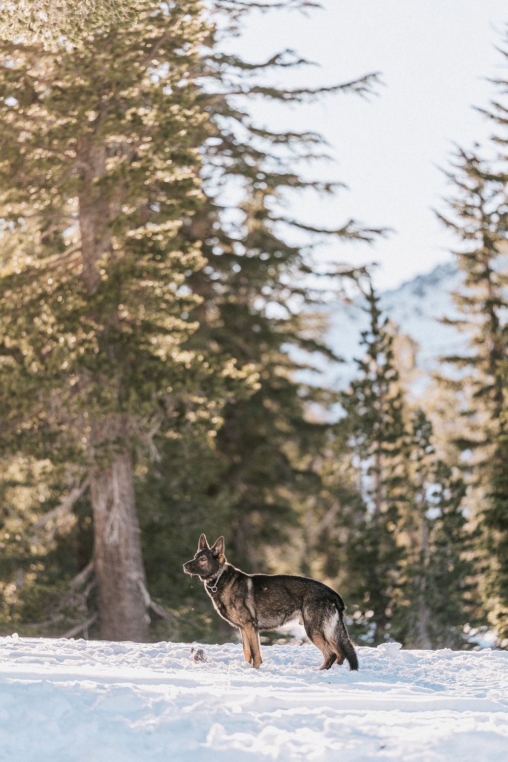 A German Shepherd dog runs through deep snow in a scenic mountain forest setting with evergreen trees in winter.