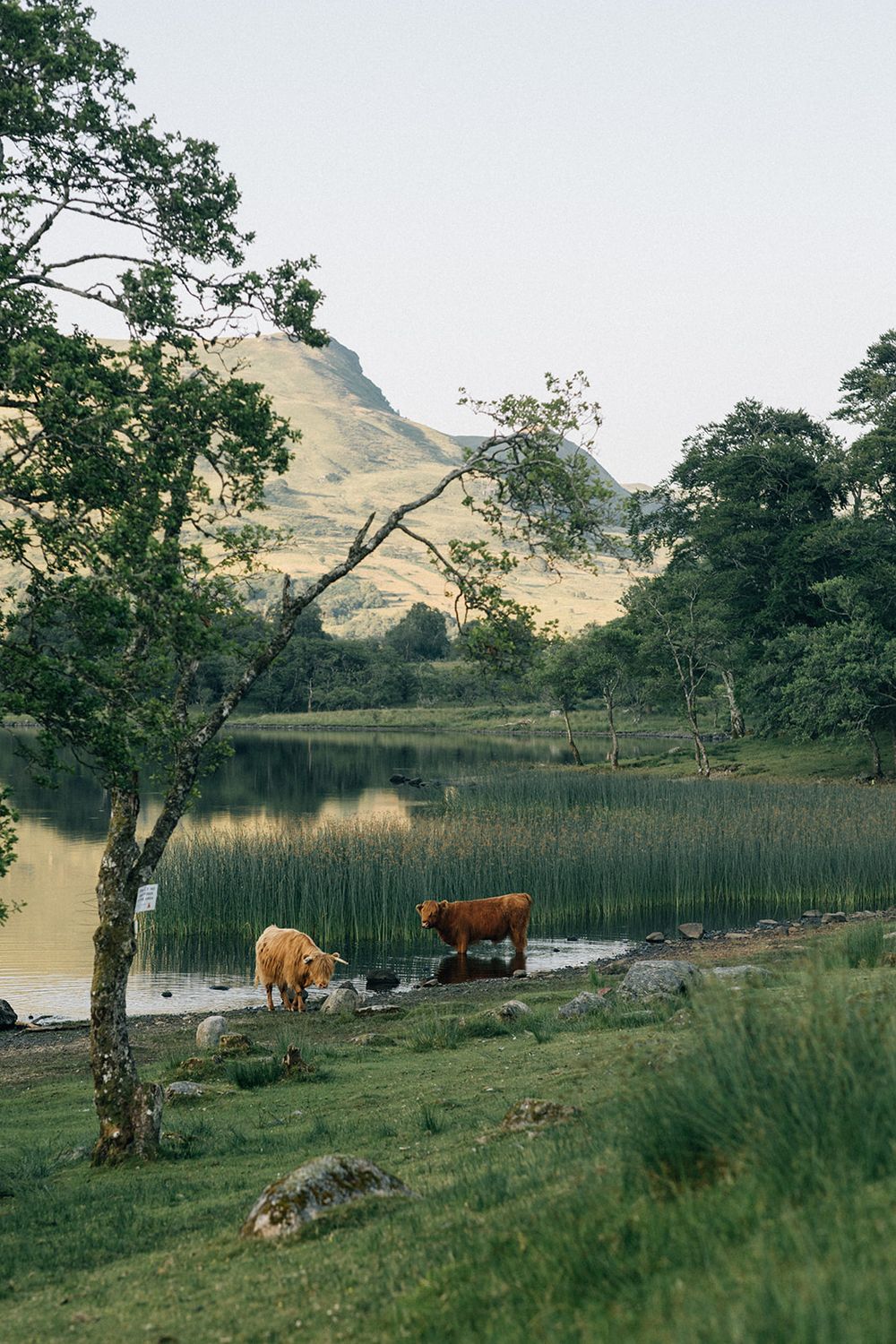 Two Highland cattle grazing by a tranquil lake with reed beds, lush trees, and a dramatic mountain backdrop.
