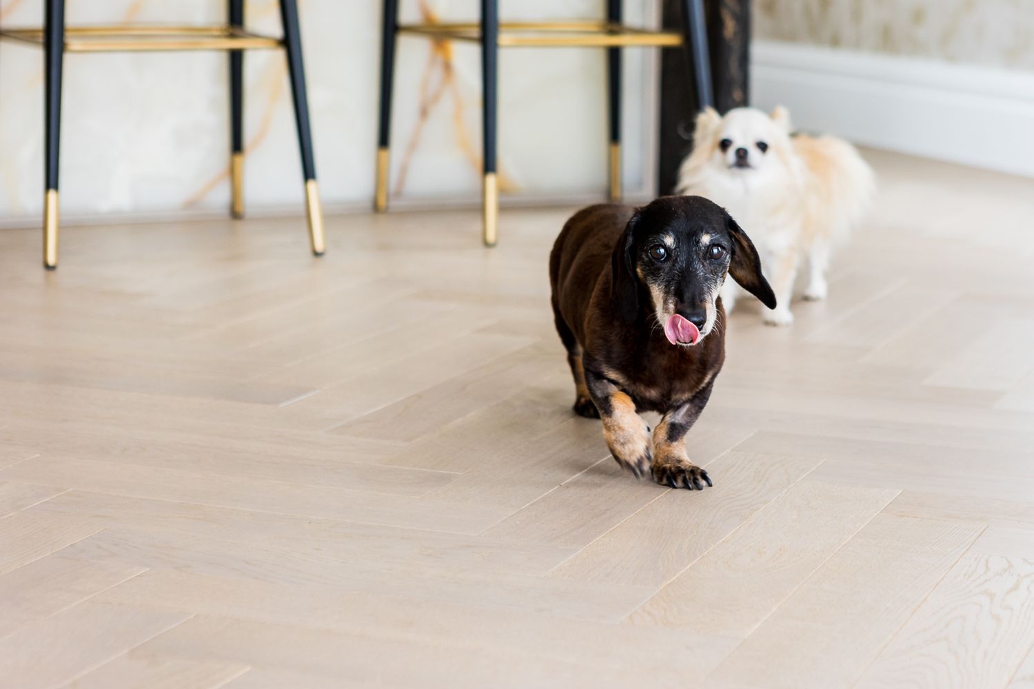 Black dachshund and white dog playing on light wooden floors indoors.