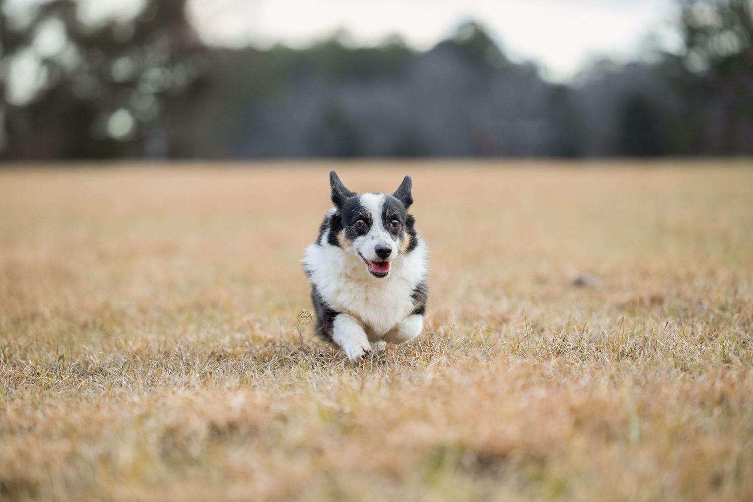 Black and white Corgi running joyfully across a golden field.