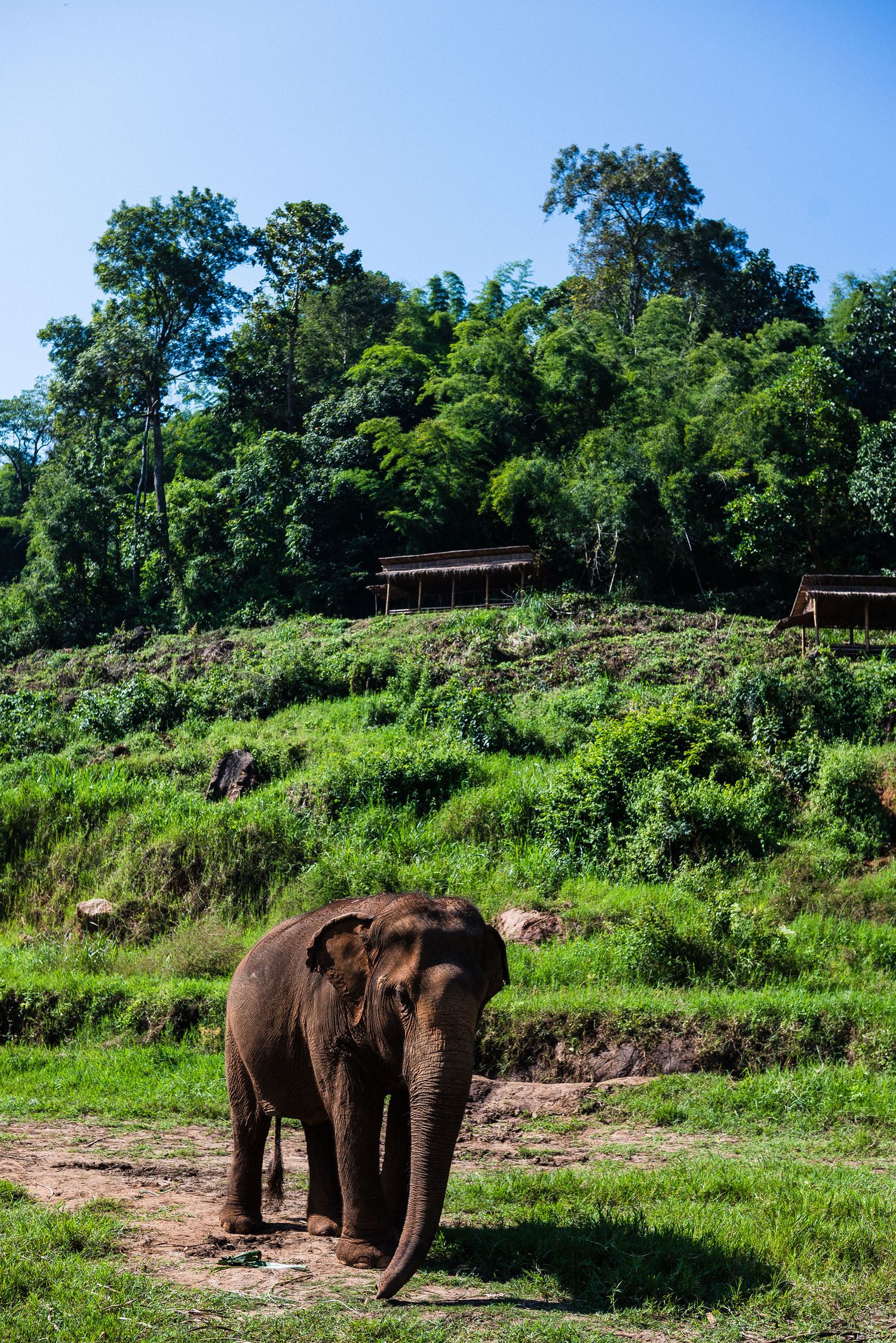 Ethical elephant sanctuary Chiang Mai, Thailand. Half-Day Elephant Experience at Rantong review.