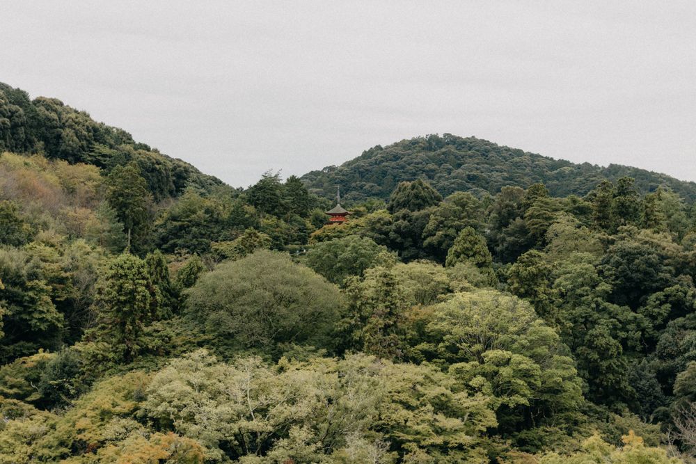 Lush green mountainside covered in dense forest vegetation.