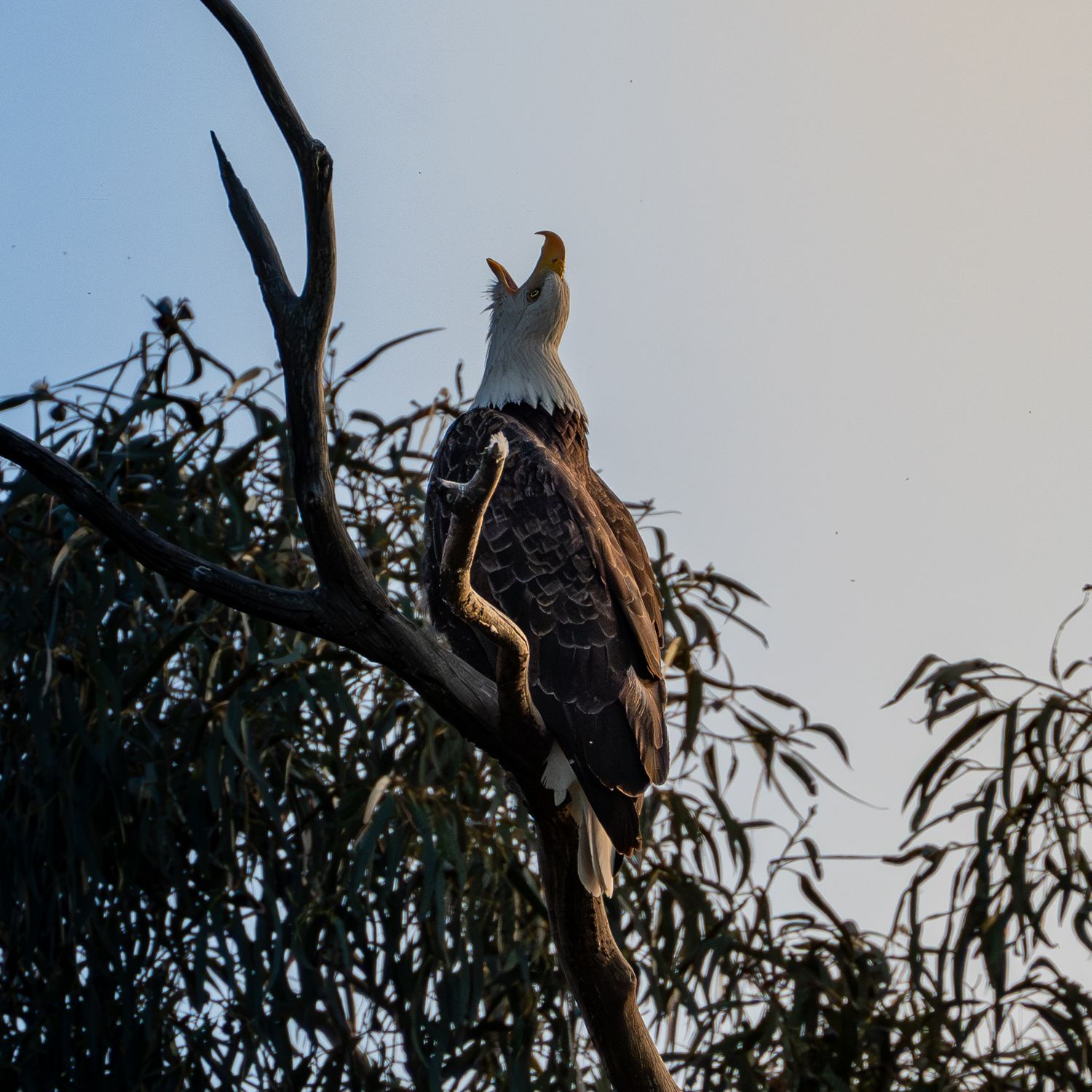 A bald eagle perches on a eucalyptus tree branch and calls out with its beak open against a light sky.