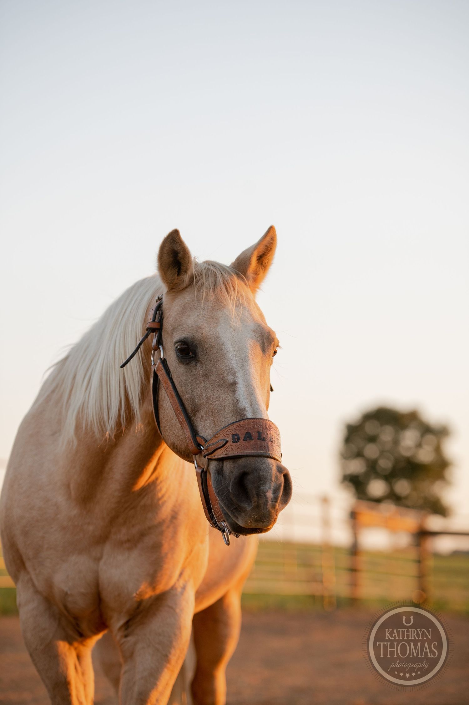 Close-up portrait of a pale horse wearing a bridle in warm evening light.