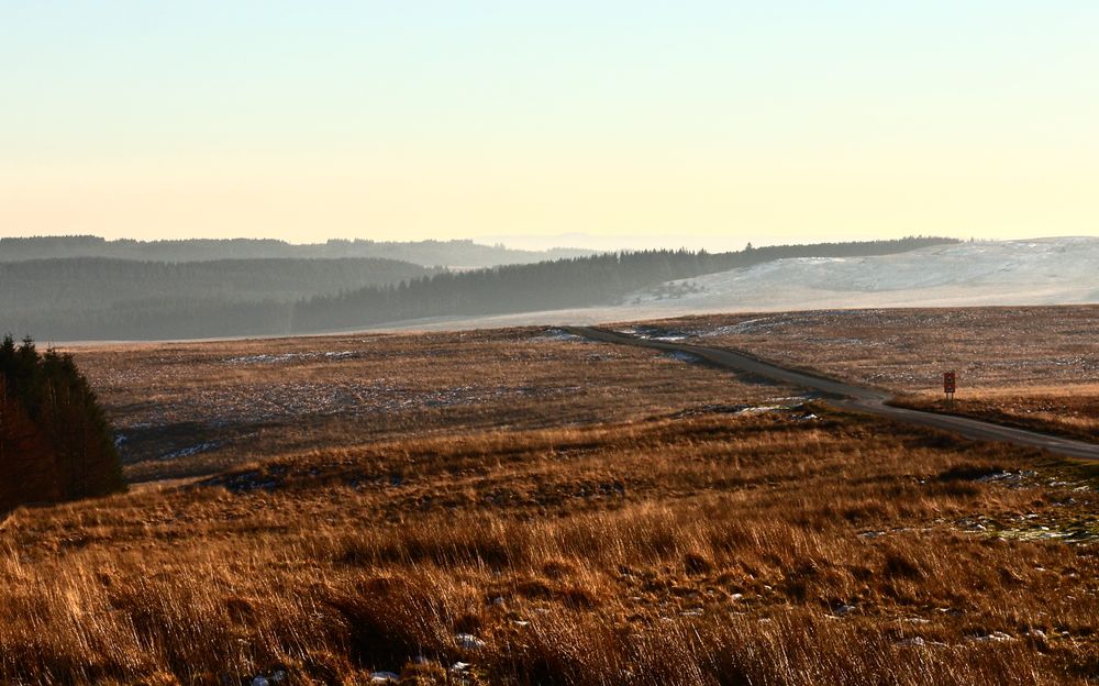 Misty autumn landscape with rolling golden hills and scattered evergreen trees.