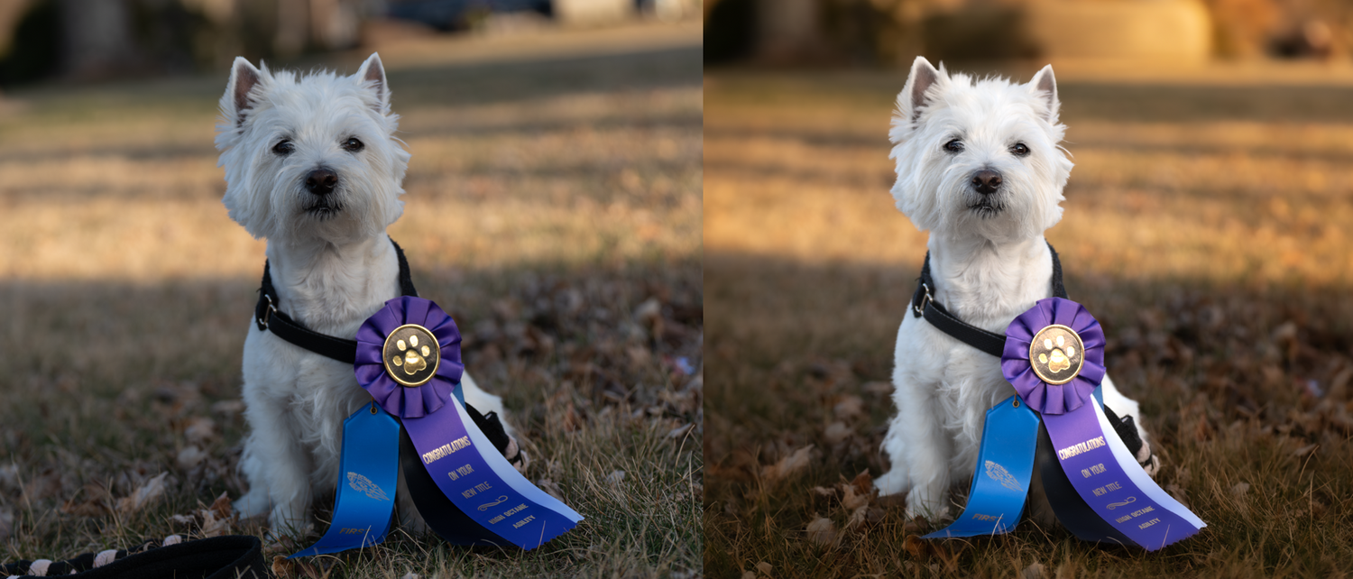 Dog portrait editing