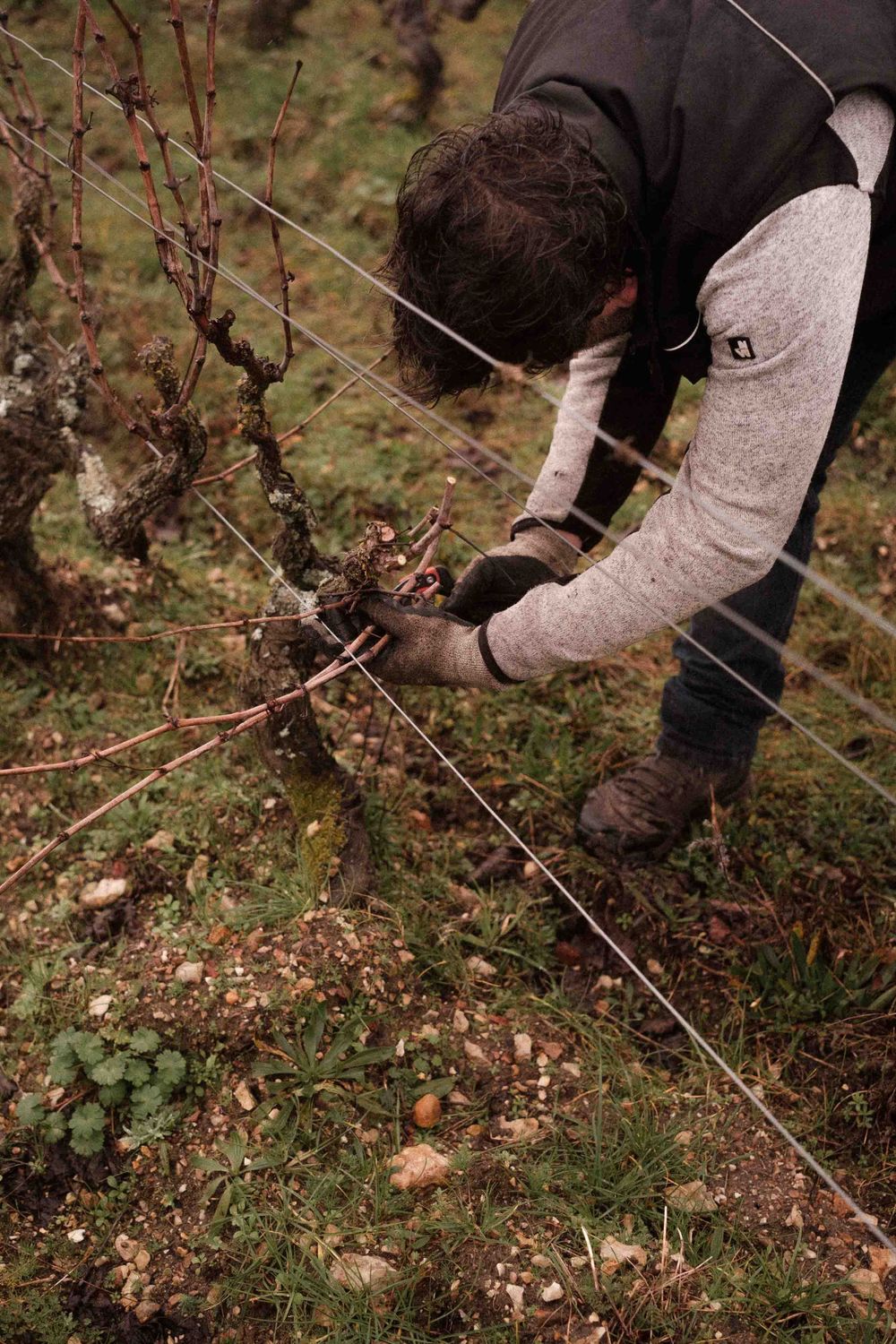 A person tending to grapevines in a vineyard during pruning season.