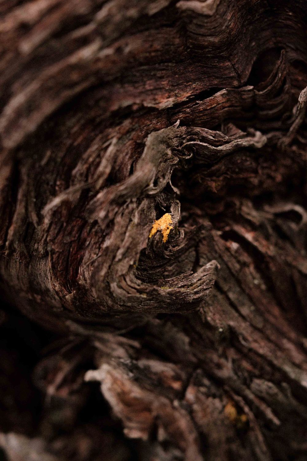Extreme close-up of dark textured wood grain with a small golden highlight.
