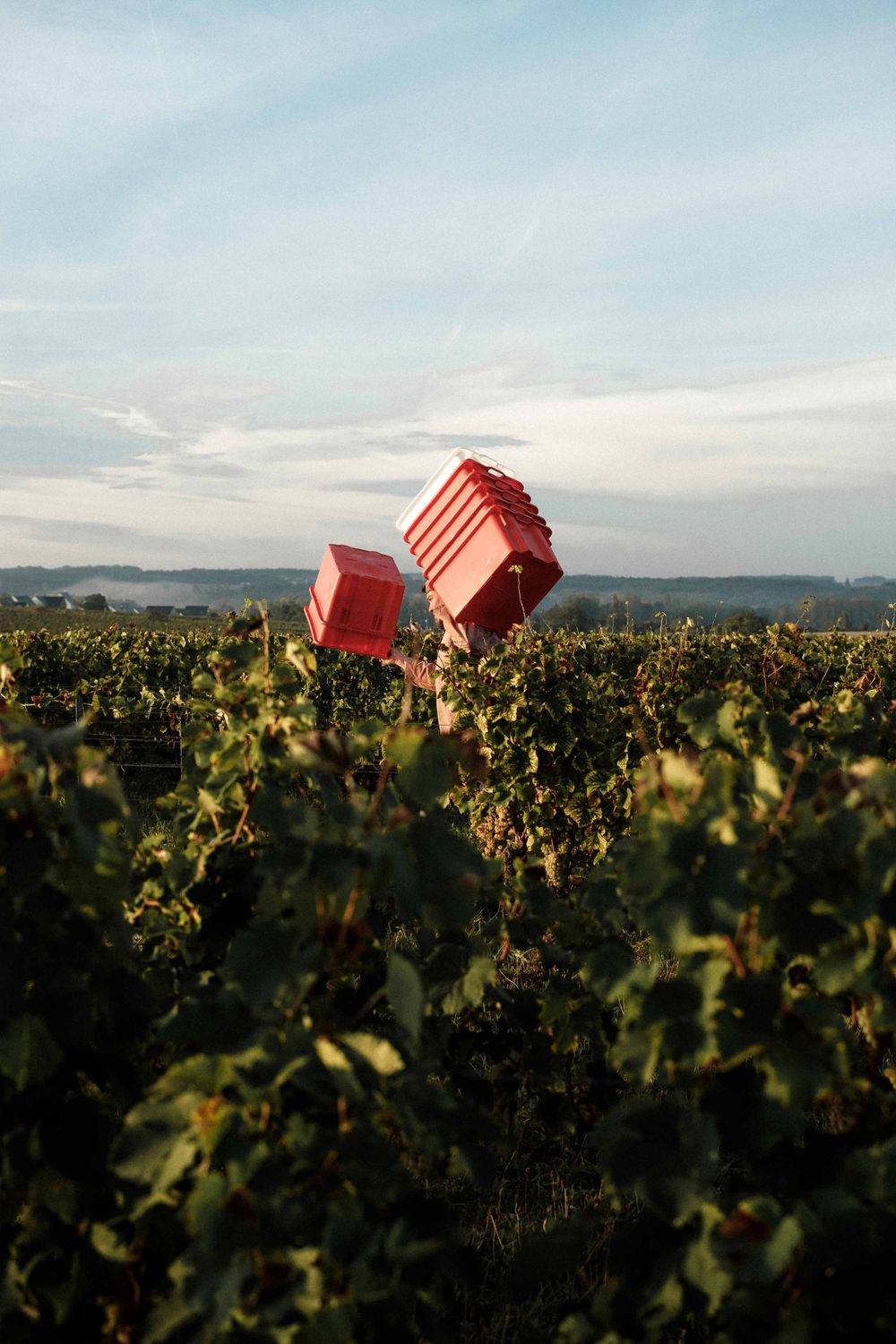 Red harvest crates float above green vineyard rows at sunset in a whimsical harvest scene.