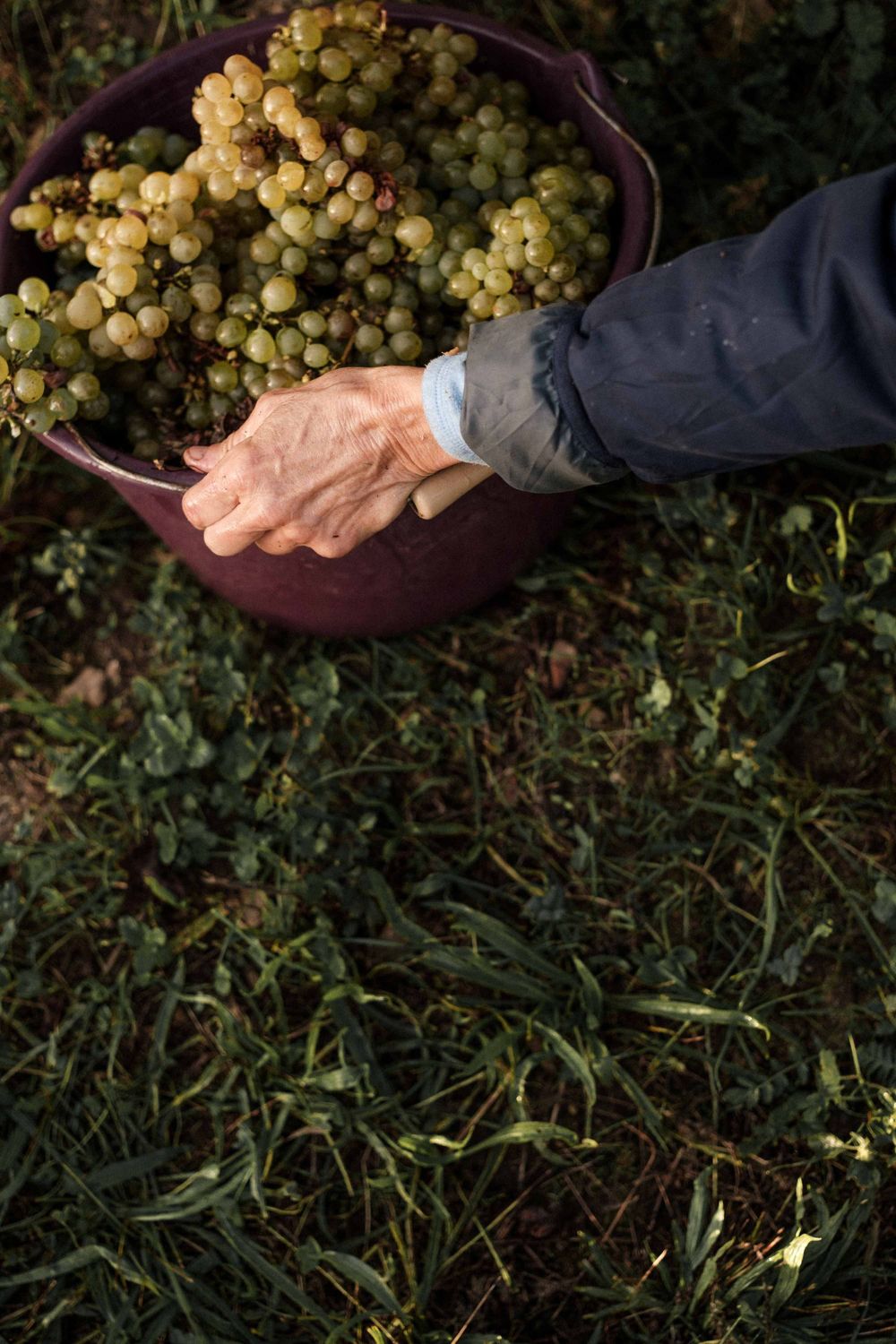 Fresh harvested white wine grapes being collected in a purple harvest basket.
