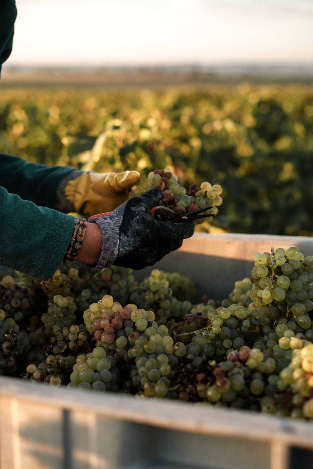 Hands holding freshly harvested white wine grapes during vineyard harvest.