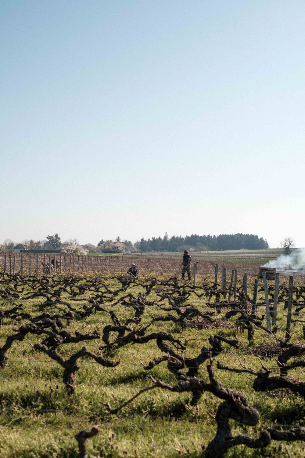 Dormant grapevines stretch across a misty winter vineyard landscape with smoke in the distance.