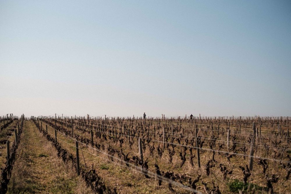 Rows of dormant grapevines stretch across a winter vineyard landscape under a pale sky.