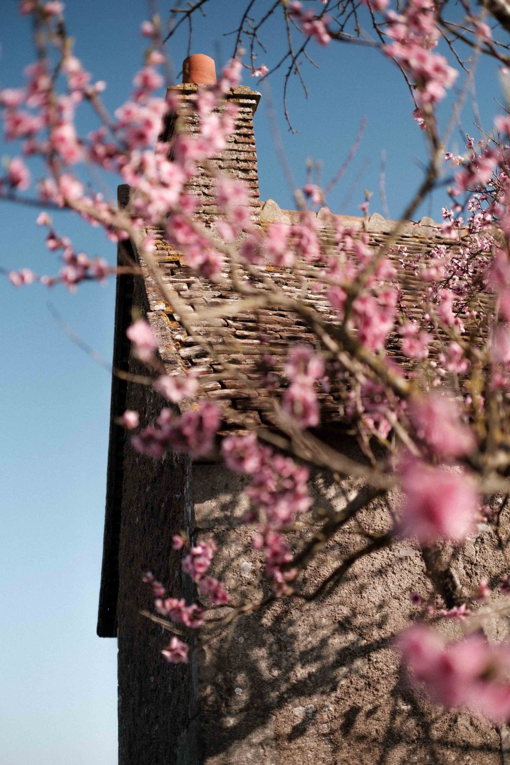Pink cherry blossoms frame a rustic stone building against a bright blue sky on a spring day.