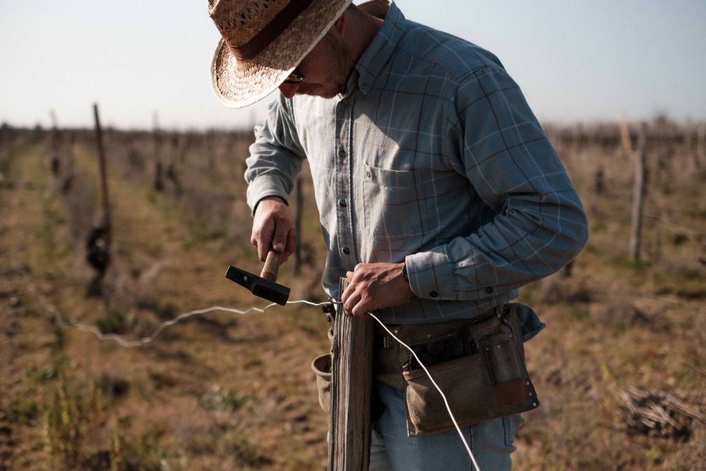 A worker tends to grapevines in a vineyard wearing denim and carrying pruning tools.