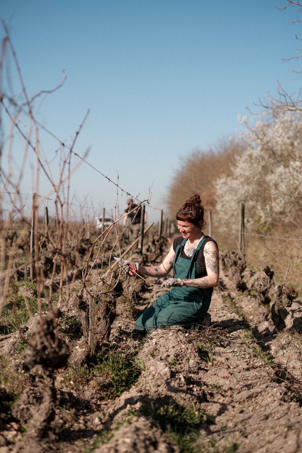 A worker tends to dormant grapevines in a vineyard on a sunny winter day.