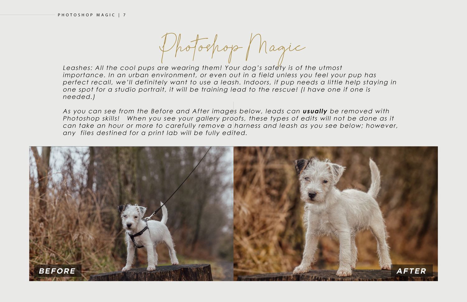 Before and after comparison of white terrier dog photos in autumn scenery.
