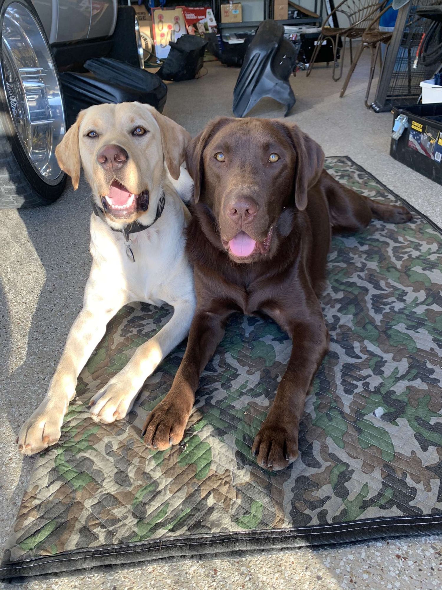 Two friendly Labrador dogs, one yellow and one chocolate brown, lying together on a camouflage mat indoors.