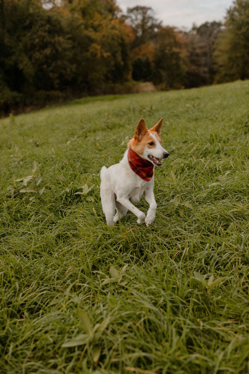White and tan Jack Russell terrier with red collar running through green grass.