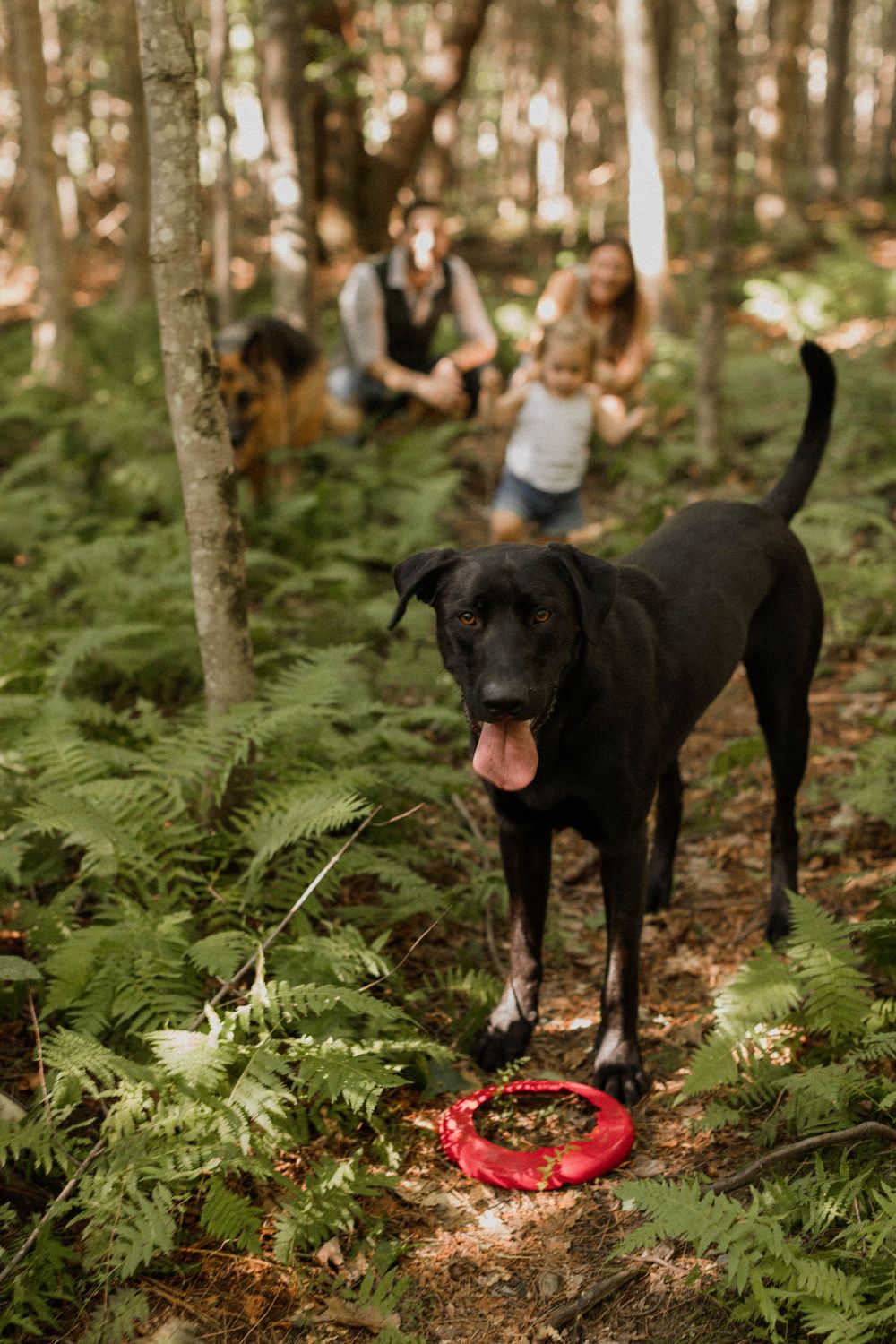 A black dog stands with a red frisbee in a fern-filled forest.