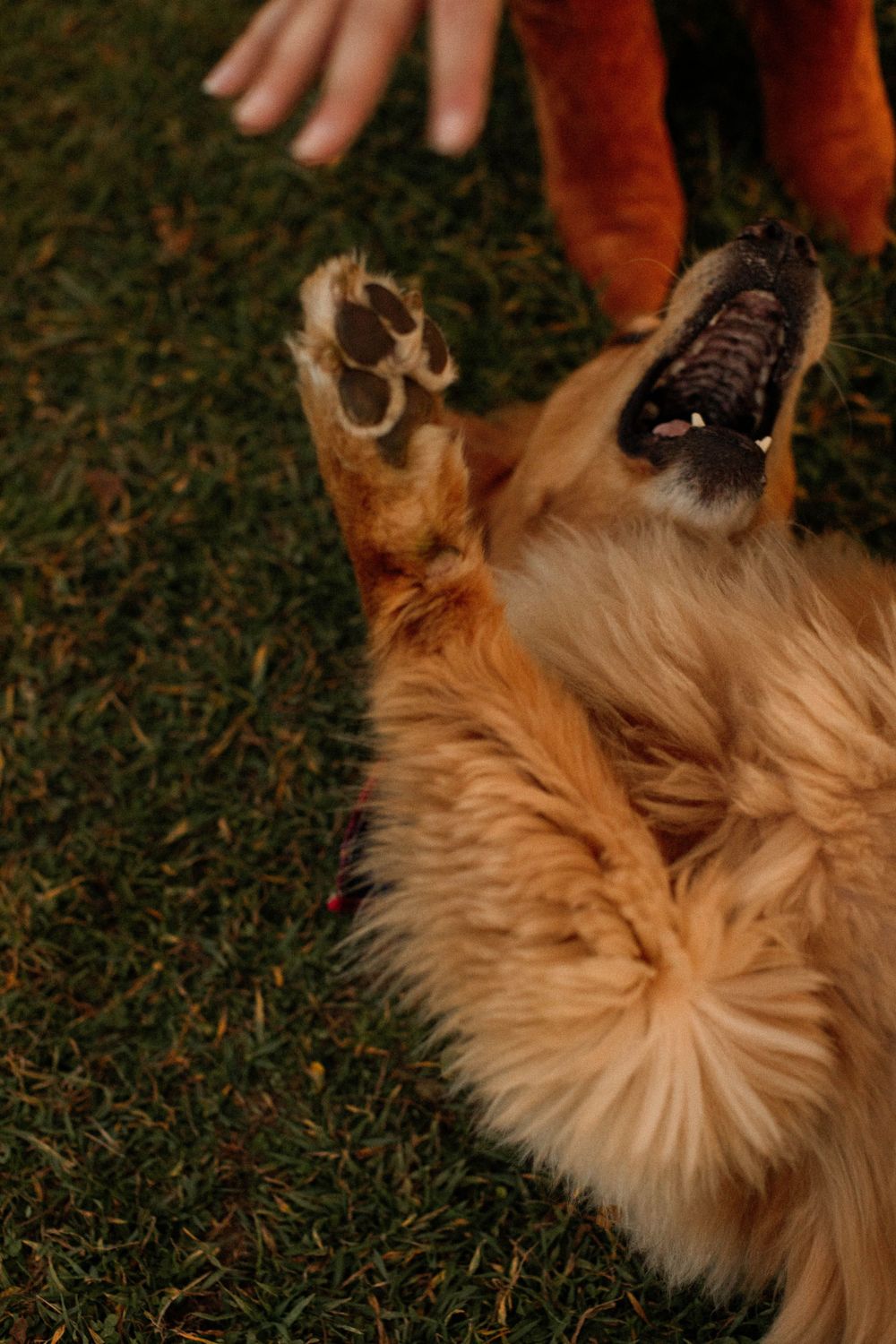 Playful Golden Retriever lying on grass showing belly and paw during autumn photoshoot.