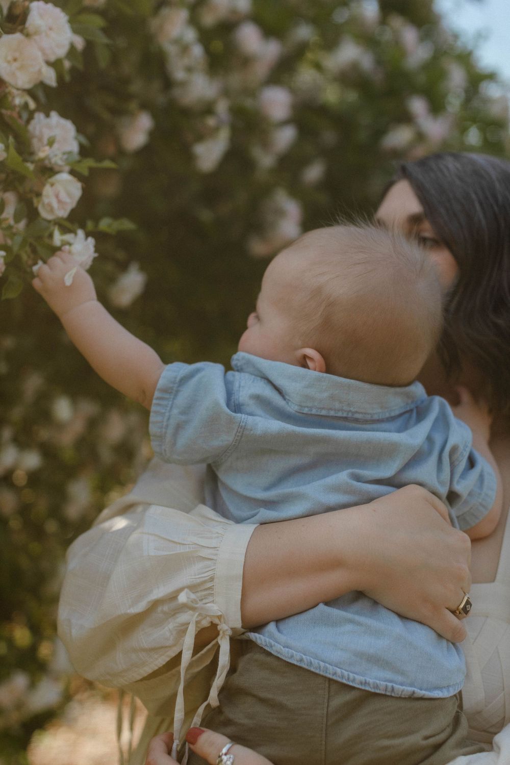 Baby reaches for white roses while being held in garden setting.