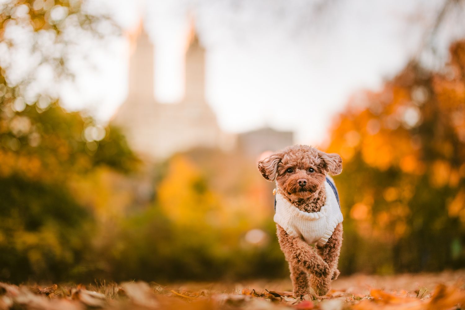 Furry Moments New York New Jersey Pet Photography
