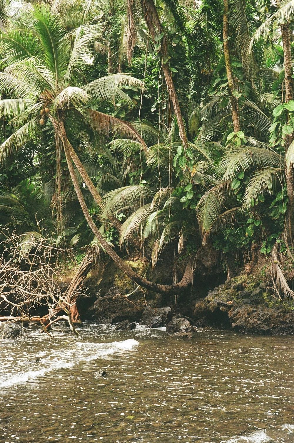 Lush tropical palm trees hanging over rocky riverbank in dense jungle setting, Hawaii.