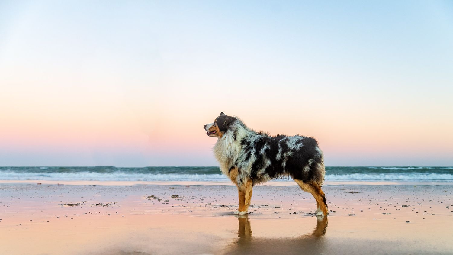 Australian Shepherd dog by a Geelong based dog photographer Helen Green and the image is taken in Torquay