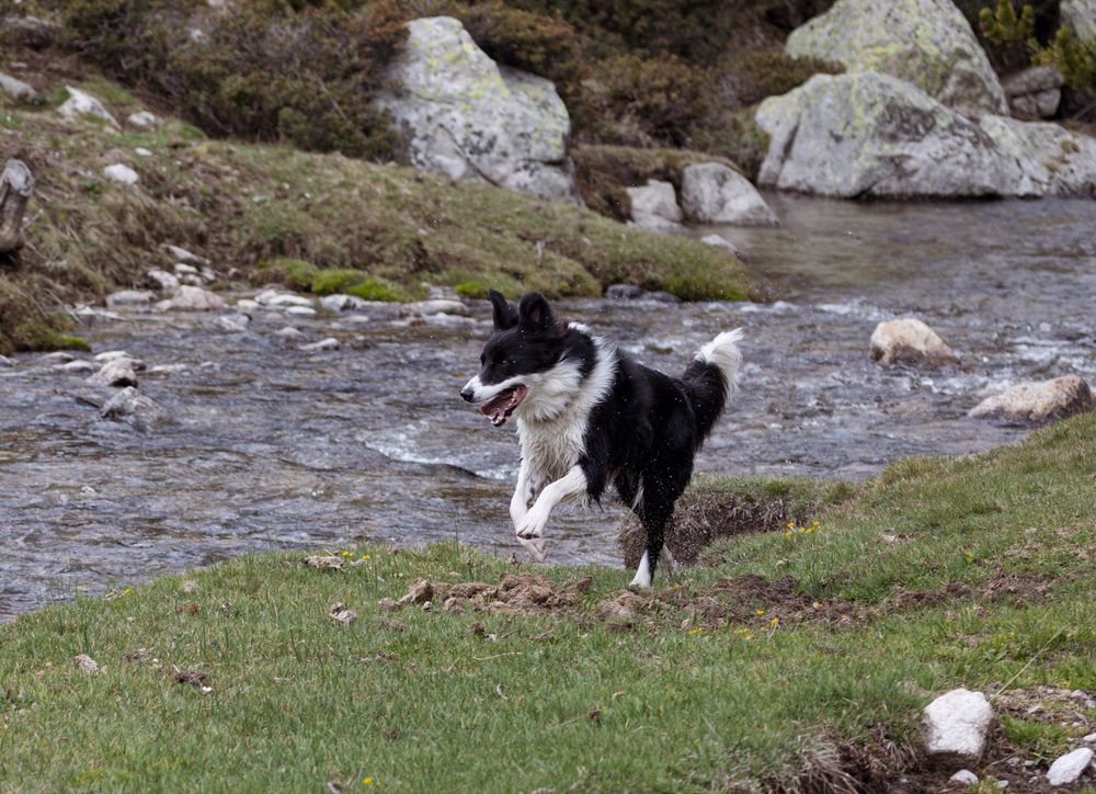 Border collie junto a arroyo en terreno rocoso y verde. Fotografía canina en exteriores naturales por Daniel Giménez Barcelona.