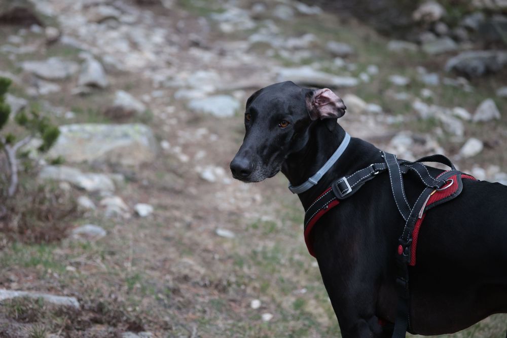 Perro en sesión fotográfica de exteriores en Barcelona. Fotografía canina al aire libre por Daniel Giménez fotógrafo.