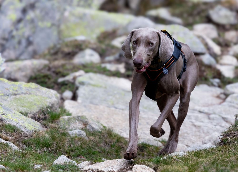 Perro negro en movimiento sobre terreno pedregoso al aire libre. Fotografía canina dinámica en exterior por Daniel Giménez Barcelona.