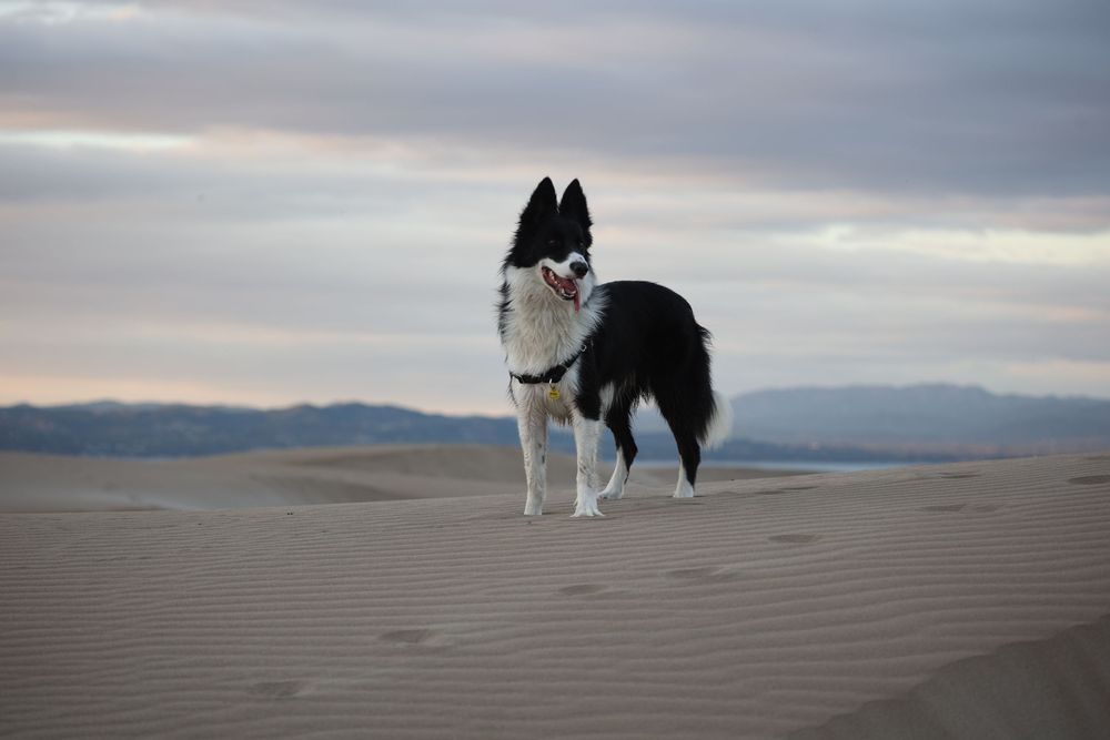 Perro en sesión fotográfica en exteriores. Fotografía canina al aire libre en Barcelona por Daniel Giménez fotógrafo.