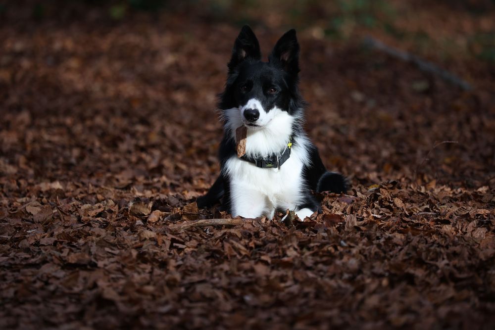 Border collie sentado sobre hojas otoñales en exterior. Retrato canino otoñal por Daniel Giménez fotógrafo en Barcelona.