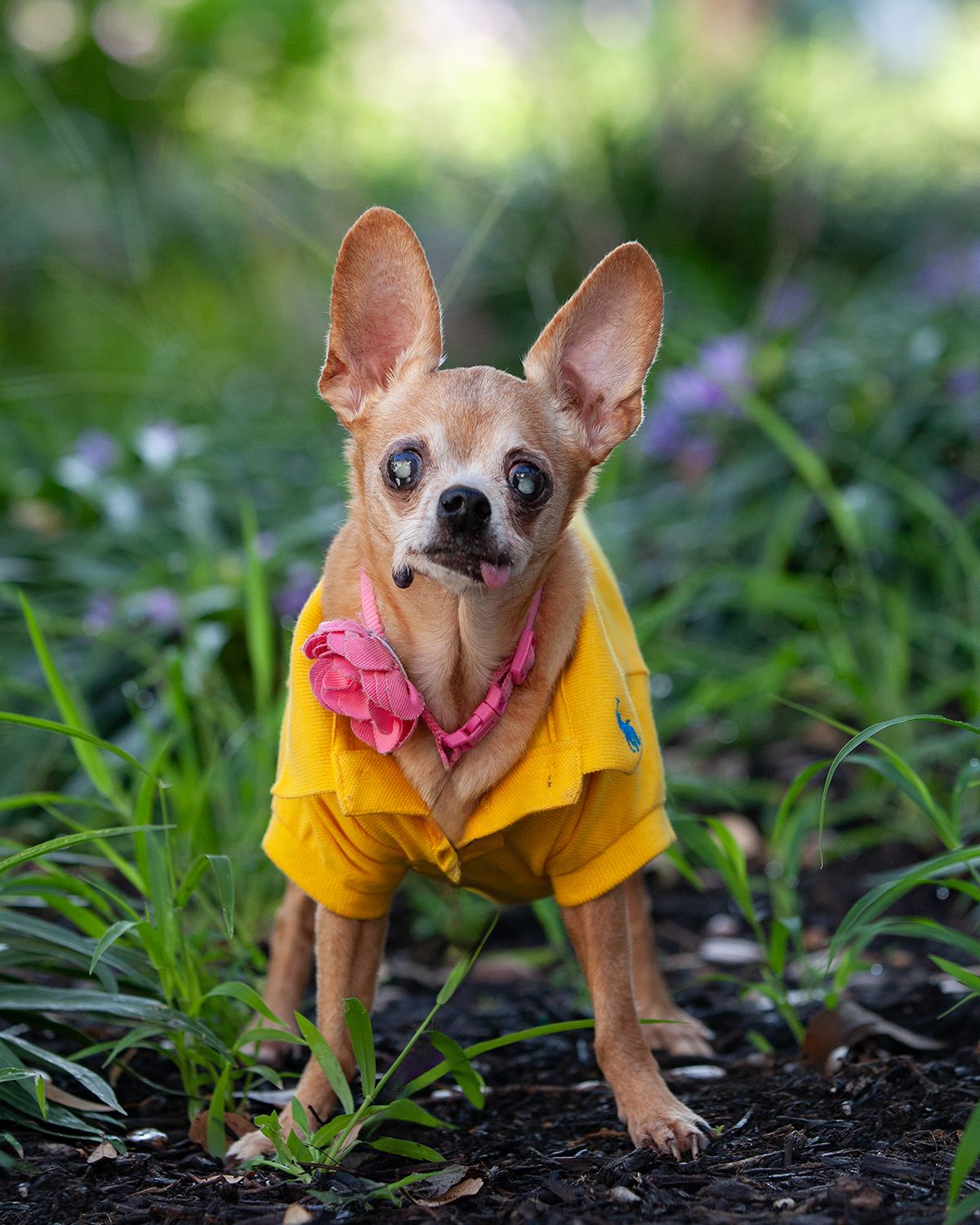 A small dog in a striped sweater looks up while standing on a concrete surface with palm trees in background.