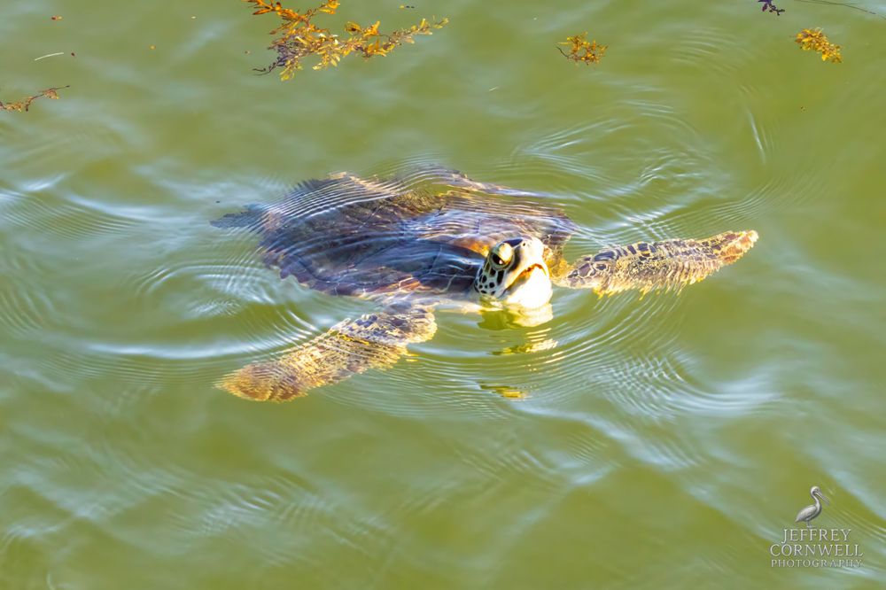 Sea turtle surfaces in green water with autumn leaves floating nearby.