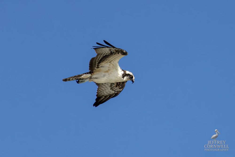Osprey soars through clear blue sky with wings spread wide.