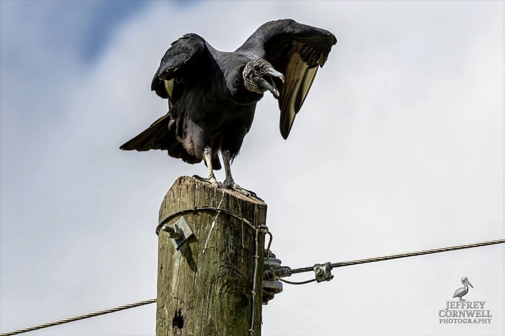 Black vulture perches on wooden utility pole against cloudy sky.
