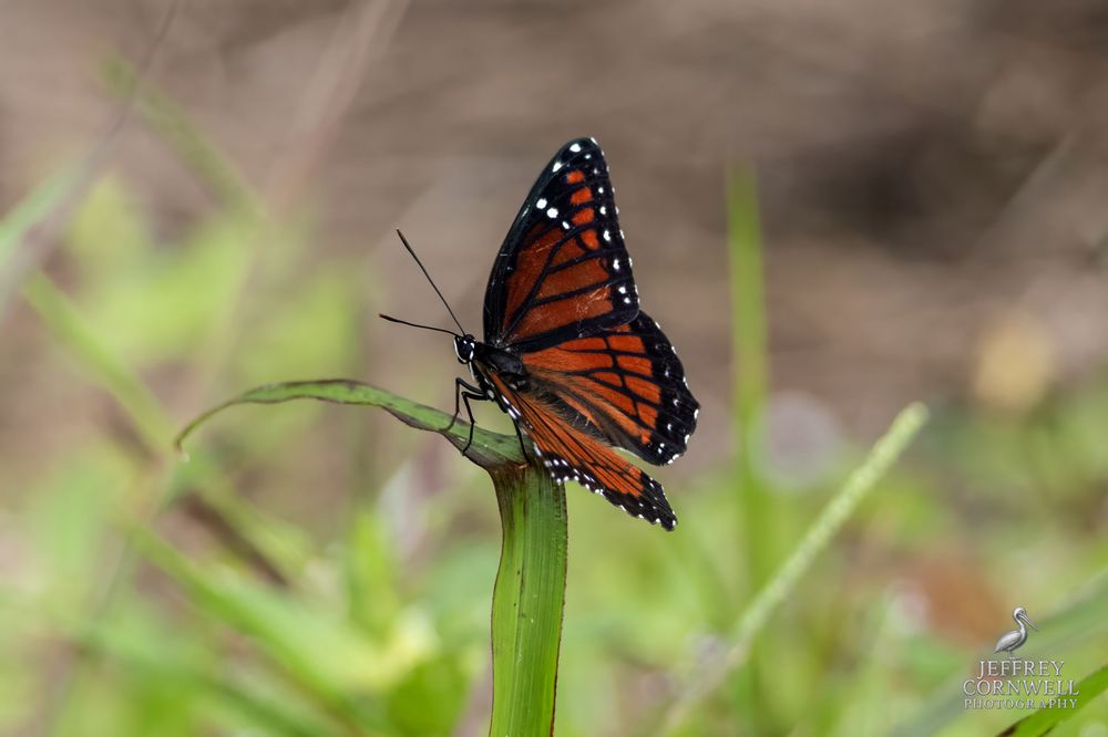 Monarch butterfly perches delicately on a green stem with wings spread against blurred background.
