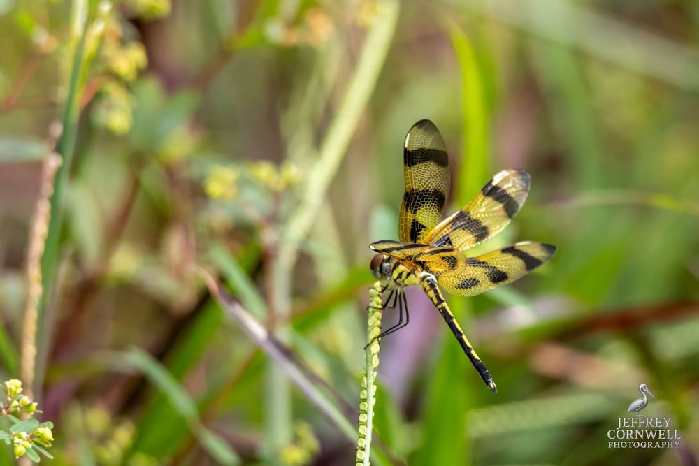 Yellow and black dragonfly rests on vegetation in natural setting.