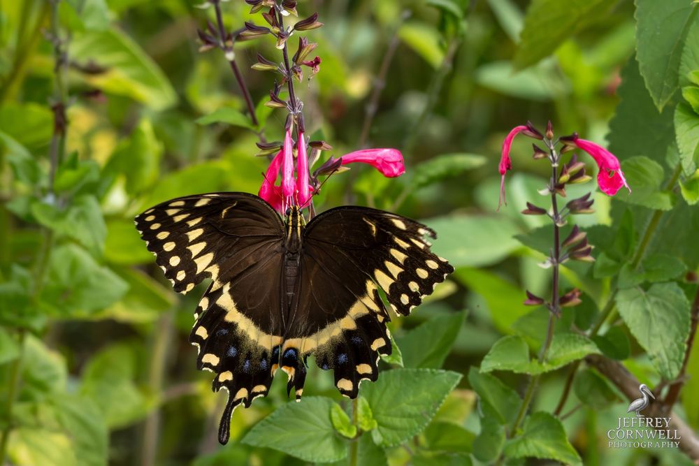 Giant swallowtail butterfly feeds on pink flowers among green foliage.
