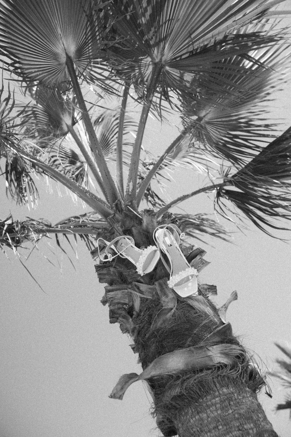 Black and white palm tree fronds create dramatic patterns against a bright sky.