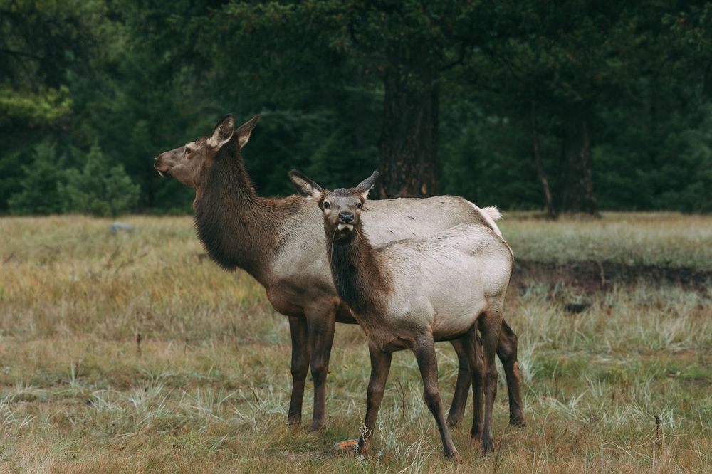 A herd of elk grazing in a grassy meadow with forest in the background during summer.